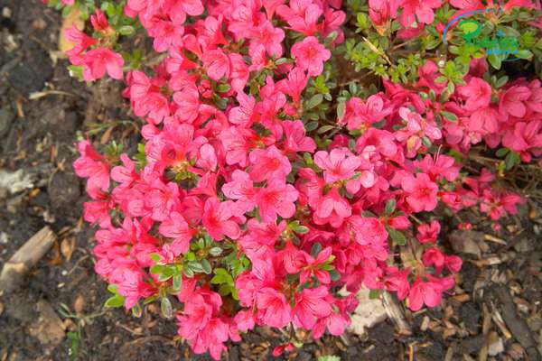 Azalia japońska Kleiner Priz